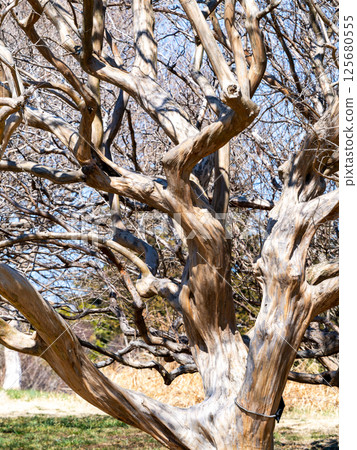 The rugged yet smooth Crape Myrtle tree 125680555