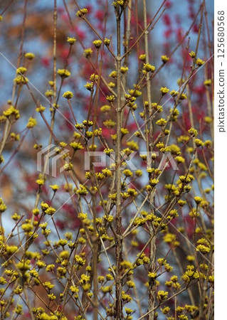 三水之花 125680568