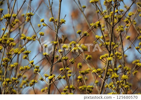 三水之花 125680570