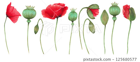 Clipart with poppy flowers, buds and poppy boxes. Watercolor illustration. Hand drawn isolated art. Remembrance, spring and labor day. Set of botanical herbaceous plants. For wedding printing, cards. 125680577