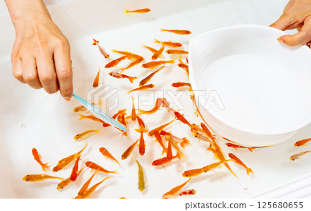 Traditional Japanese Culture: Goldfish Scooping 125680655