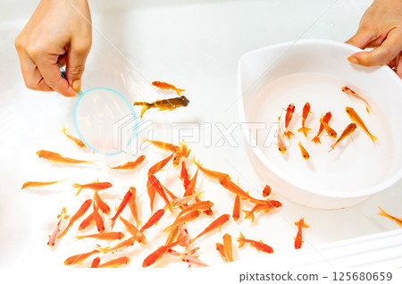 Traditional Japanese Culture: Goldfish Scooping 125680659
