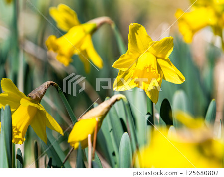 Yellow daffodils in full bloom, bringing to mind the feeling of spring 125680802