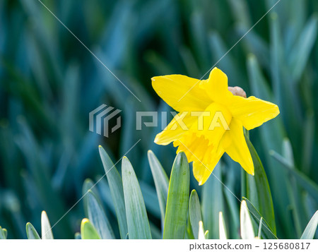 Yellow daffodils in full bloom, bringing to mind the feeling of spring Yellow daffodils in full bloom, bringing to mind the feeling of spring 125680817