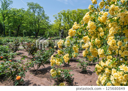 Banksweet roses in full bloom (Tsurumai Park, Nagoya City, Aichi Prefecture) Banksweet roses in full bloom (Tsurumai Park, Nagoya City, Aichi Prefecture) 125680849