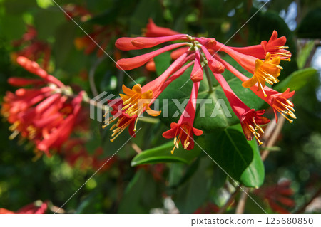 Red flowers of the Japanese lantern plant Red flowers of the Japanese lantern plant 125680850