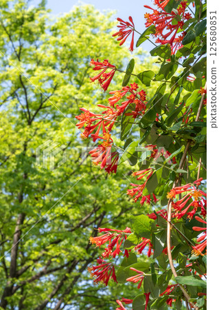 Red flowers of the Japanese lantern plant Red flowers of the Japanese lantern plant 125680851