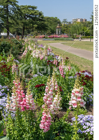 Lupines in full bloom (Tsurumai Park, Nagoya City, Aichi Prefecture) Lupines in full bloom (Tsurumai Park, Nagoya City, Aichi Prefecture) 125680852