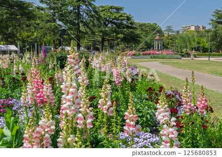 Lupines in full bloom (Tsurumai Park, Nagoya City, Aichi Prefecture) 125680853