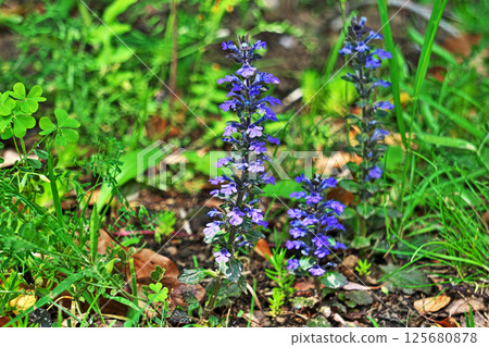 Purple Ajuga Flowers (Spring, April) Purple Ajuga Flowers (Spring, April) 125680878