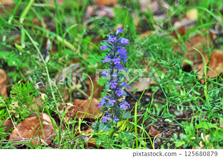 Purple Ajuga Flowers (Spring, April) 125680879