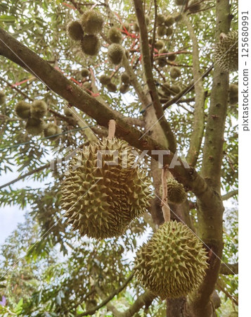 Close up of durians hanging  125680991