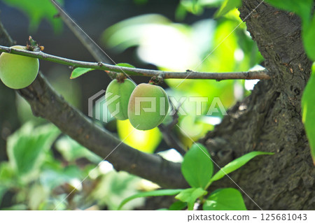 Unripe plum fruit (spring, April) 125681043
