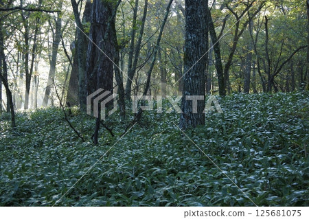 Nikko, Senjogahara, Forest Nikko, Senjogahara, Forest 125681075