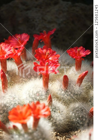 Cactus Flower - Moon Palace 125681245