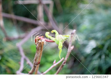 Cold peony flower bud 125681347