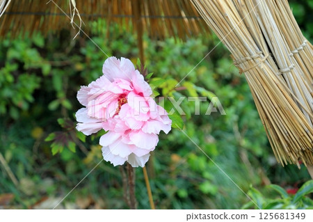 Cold peony flowers Cold peony flowers 125681349