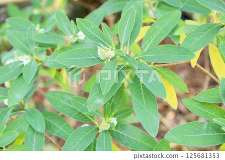 Flower bud of Mitsumata Flower bud of Mitsumata 125681353
