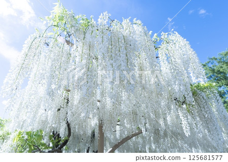Fuji flowers (Wisteria): Tochigi Prefecture scenery 125681577