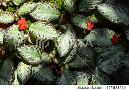 Red lily (Episcia) Red lily (Episcia) 125681584
