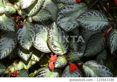 Red lily (Episcia) 125681586