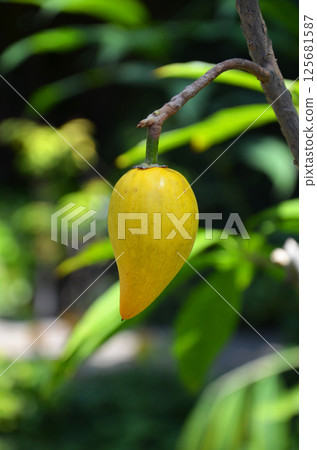 Canister Canister 125681587