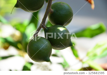 Macadamia shells on a tree 125681595