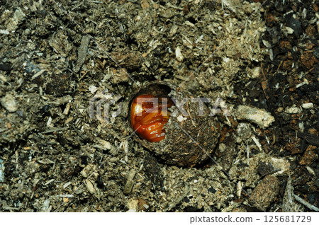 Beetle pupa Beetle pupa 125681729
