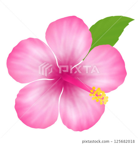 Hibiscus⑤ 125682018