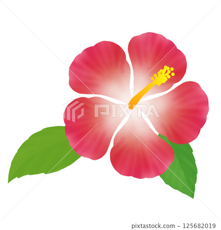 芙蓉花⑥ 芙蓉花⑥ 125682019