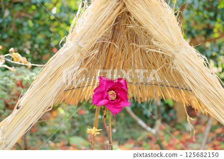 Cold peony flowers 125682150