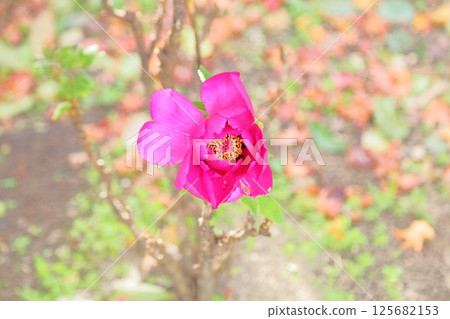Cold peony flowers Cold peony flowers 125682153
