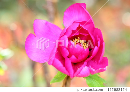 Cold peony flowers Cold peony flowers 125682154
