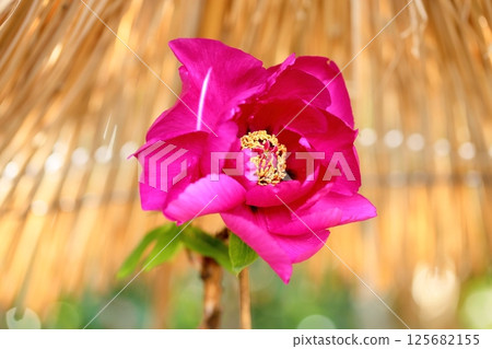 冷牡丹花 125682155