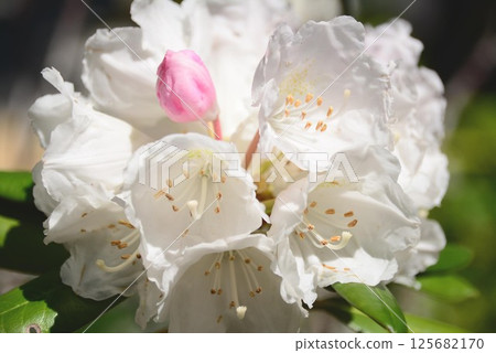 Rhododendron Rhododendron 125682170