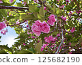佐藤ZAKURA 125682190