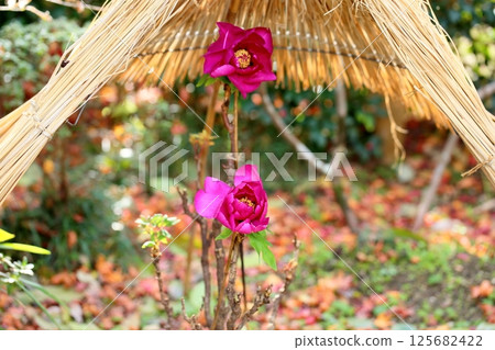 Cold peony flowers Cold peony flowers 125682422