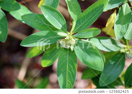 Flower bud of Mitsumata 125682425