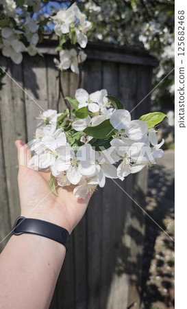 Hand holding blooming white apple blossoms 125682468