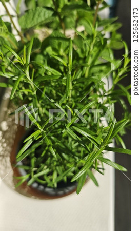 Fresh rosemary growing in a pot Fresh rosemary growing in a pot 125682473