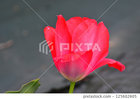 Tulip 125682605