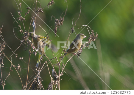 Okawarahiwa Okawarahiwa 125682775