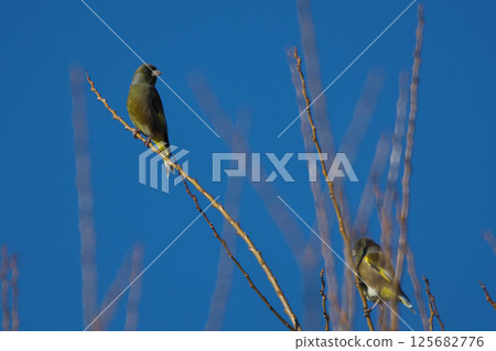 Okawarahiwa 125682776