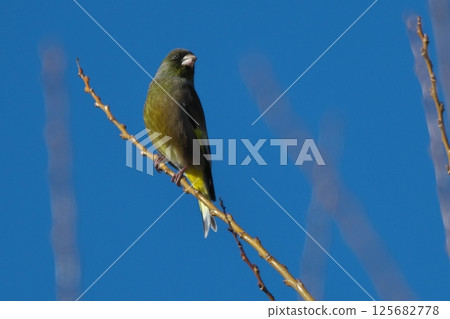 Okawarahiwa Okawarahiwa 125682778