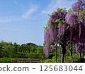 Wister和藍天 125683044