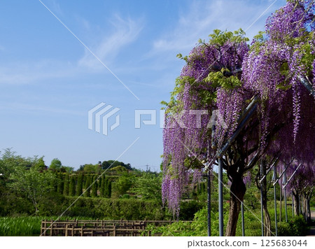 Wister and blue sky 125683044
