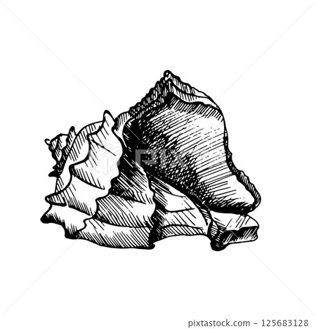 Vector illustration with a seashell. The clam is hand-drawn with a liner, ink pen in black and white graphics. Vintage engraving is suitable for packaging design, posters, marine, beach decor, card 125683128