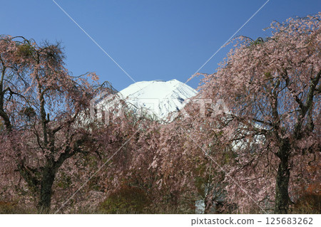 Branded cherry blossoms and upside down Fuji Branded cherry blossoms and upside down Fuji 125683262