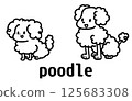 Poodle 125683308