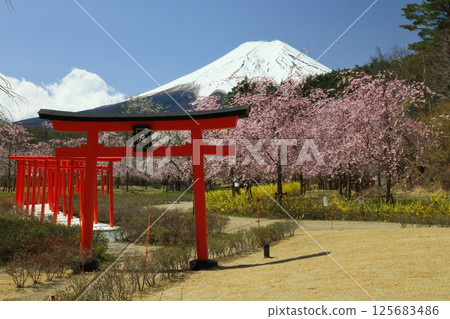 Senbon Torii and Mt. Fuji 125683486